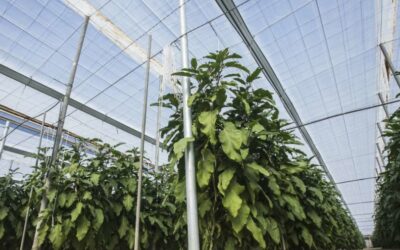 The 10 key facts of solar greenhouses in Europe