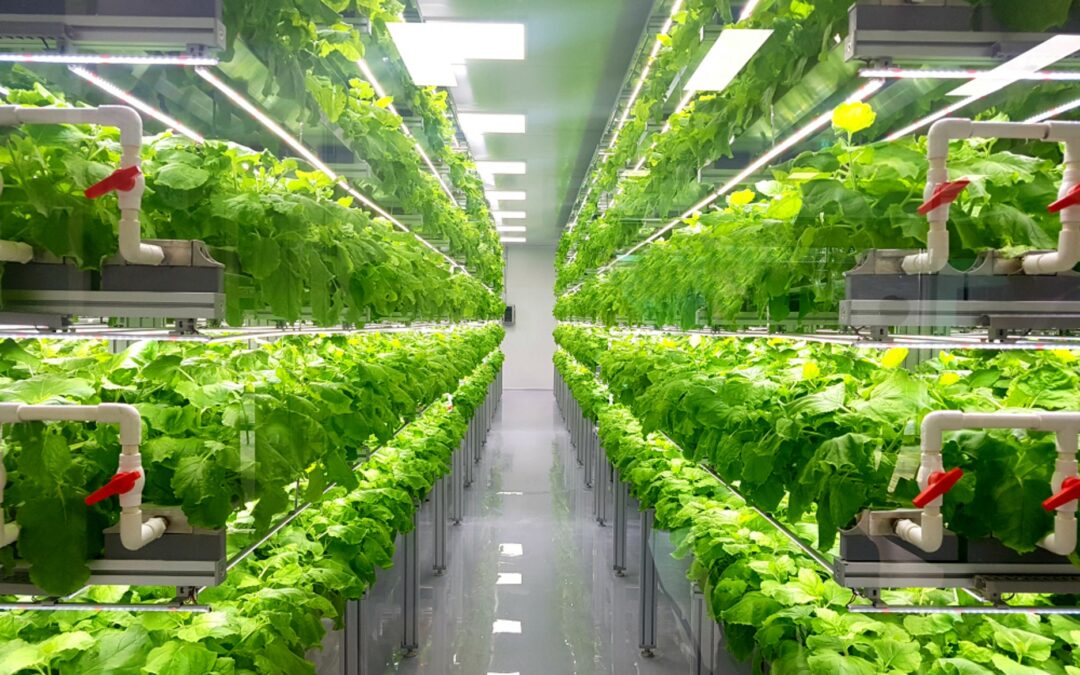 Coop Italy and Coop Norway Join Forces with Vertical Farms for Sustainable Salad Solutions